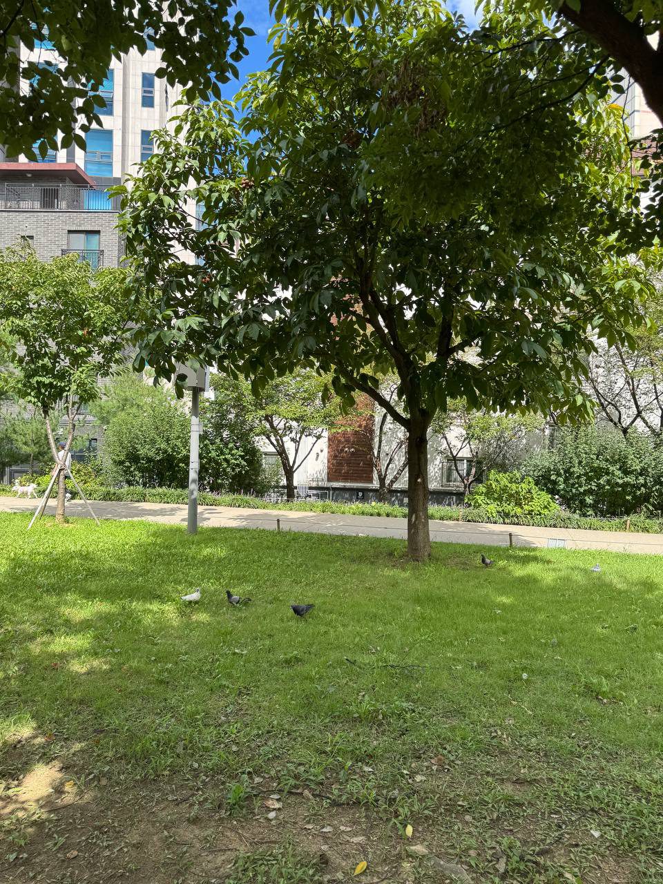 경의선숲길 신수동 구간의 잔디밭, 큰 나무 아래에서 비둘기 세 마리가 풀밭을 쪼고 있고 뒤로 산책로와 주택가 건물이 보인다