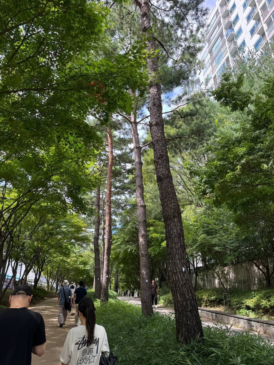경사진 산책로 옆으로 키 큰 적송들이 하늘까지 뻗어 있고 그 뒤로 아파트가 보이는 경의선숲길 소나무 구간